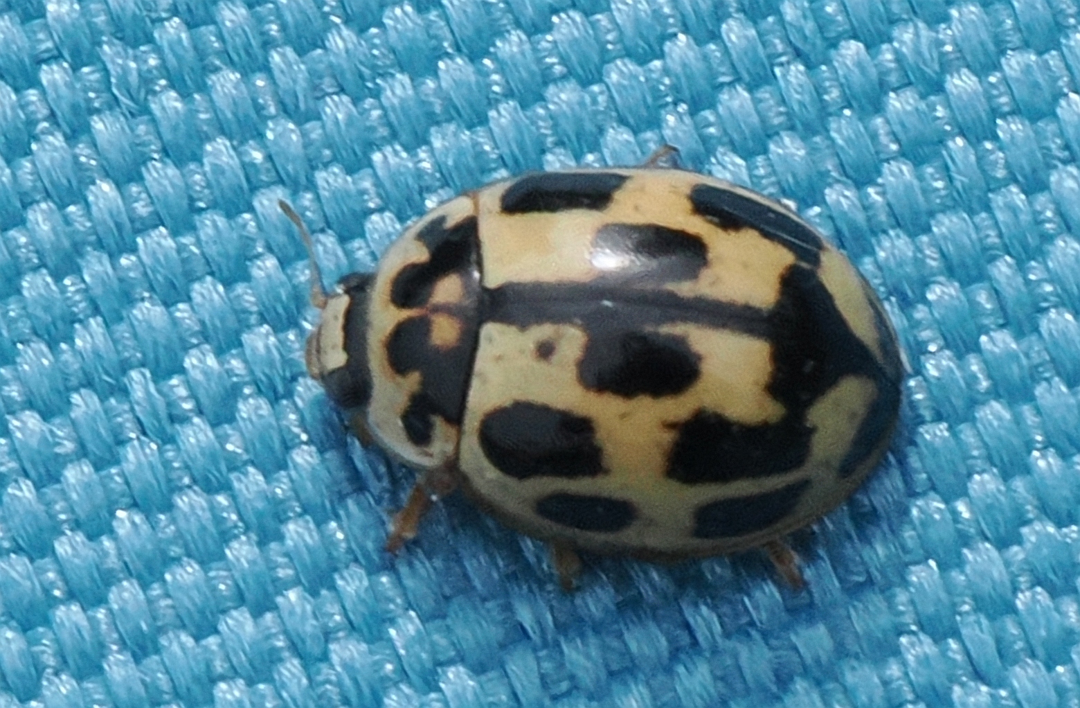 Propylea-quatuordecimpunctata